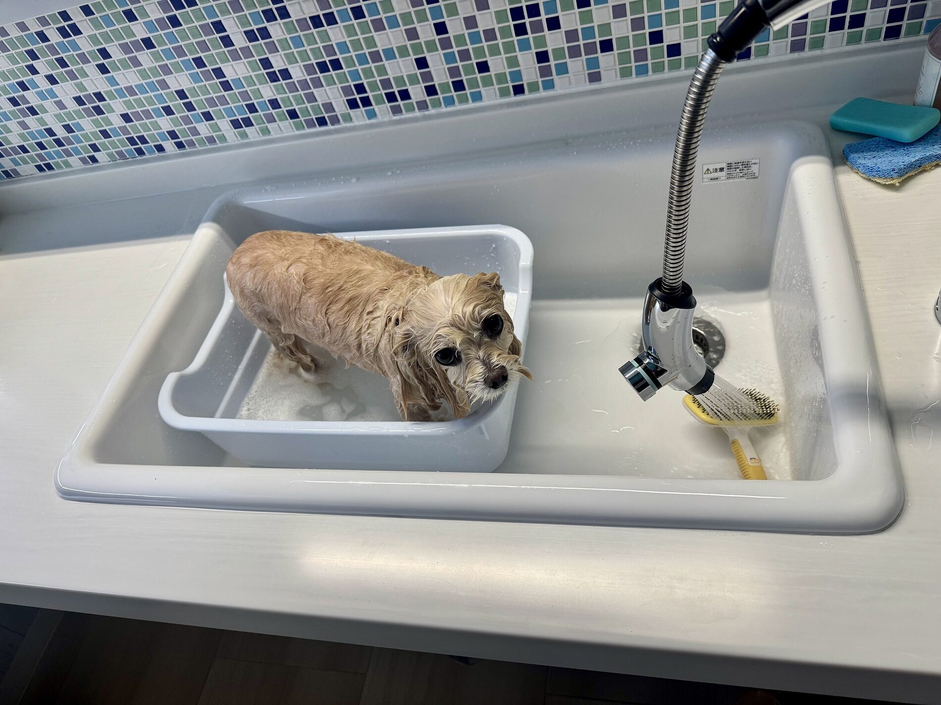 ペットに優しい洗い場